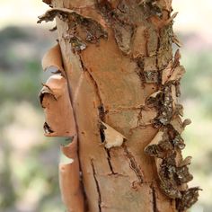 the trunk of a tree with bark on it