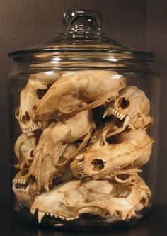 a glass jar filled with skulls and bones