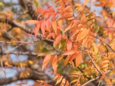 red leaves on a tree in the fall