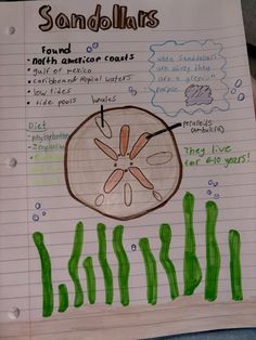 a hand drawn diagram of sand dollars