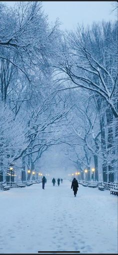 people walking down a snow covered street in the wintertime with lots of trees on either side