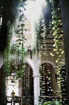 green plants growing on the side of a building with sunlight coming through it's windows