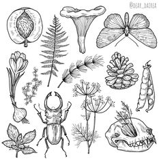 the different types of plants and insects are shown in this black and white drawing set