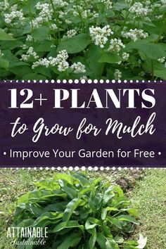 plants that are growing in the grass with text overlay reading 12 plants to grow for mulch improve your garden for free