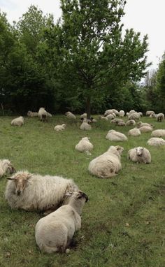 a herd of sheep laying on top of a lush green field next to trees and bushes