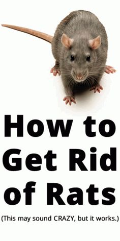 an image of a rat with the words how to get rid of rats on it