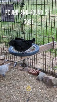 Shetland chick playing on a wheel. Stuff For Chickens, Chicken Enrichment Toys, Chicken Tire Toy, Chicken Coop Activity Ideas, Things For Chickens To Play With, Chicken Bicycle Wheel, Chicken Bike Wheel Toy, Diy Chicken Activities, Chicken Play Area