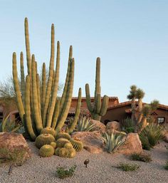 a large cactus is in the middle of some rocks and gravel with other plants around it