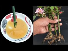 two pictures one with flowers and the other with roots in it, both showing liquid being poured into a bowl