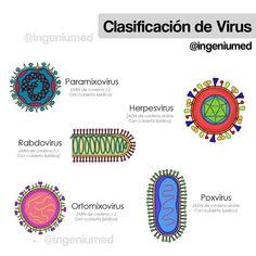 an image of different types of germs on a white background with caption in spanish