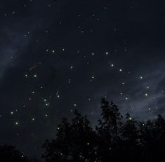 fireworks in the night sky above trees