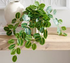 a potted plant sitting on top of a wooden table next to a white vase