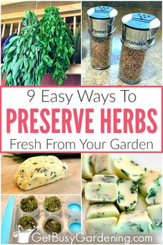 several different herbs are shown with the words, 9 easy ways to preserve herbs fresh from your garden