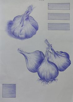 an onion and garlic are shown in blue ink