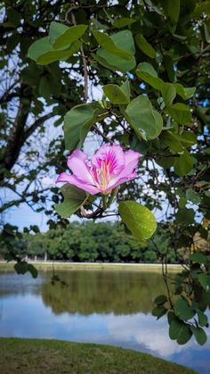 a pink flower sitting on top of a tree next to a body of water with trees in the background