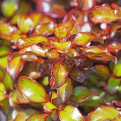 small green and red plants with yellow leaves