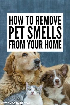 two dogs and a cat sitting next to each other with the words how to remove pet smells from your home