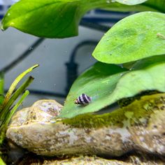 a bug sitting on top of a green leafy plant next to a body of water