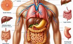 diagram of the human body organs and their major structures including stomach, livers, intestories