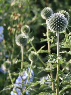 Trockenresitente Stauden halten Hitze und Sonne ausund das ohne GießenHier die schönsten Stauden für sonnigetrockene und heiße Standorte und Tipps zum Pflanzen und Pflegen. Thistle Plant, Flowers Australia, Long Flowers, Beautiful Outdoor Spaces, Balcony Decor, Flower Beds, Landscape Architecture