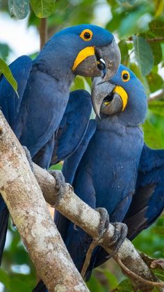 two blue and yellow birds sitting on top of a tree branch next to each other