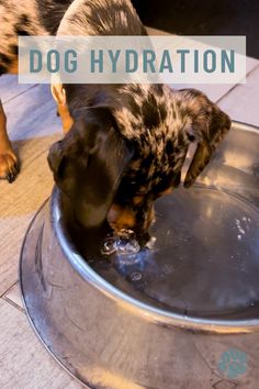 a dog drinking water out of a metal bowl