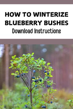 blueberry bush with text overlay how to winterize blueberries in the forest