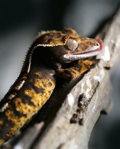 a close up of a gecko on a tree branch with it's mouth open