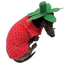 a dog wearing a red shirt and hat with green leaves on it's head