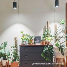 some plants are sitting on top of a dresser