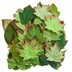 green and yellow leaves on white background