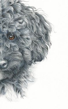 a drawing of a poodle dog with brown eyes