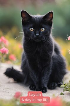 a black cat sitting on top of a field of flowers with the caption layah a day in my life