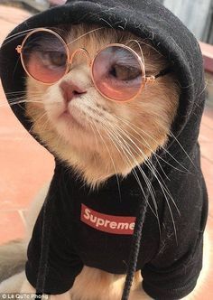 a cat wearing glasses and a hoodie on top of it's head with the words supreme written on it