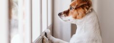 a brown and white dog looking out the window