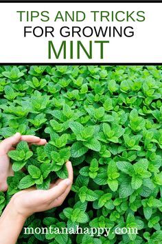 hands holding green plants with the words tips and tricks for growing mint