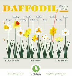 daffodils are the most beautiful flowers in the world, according to their bloom times