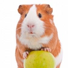 a brown and white guinea pig holding an apple