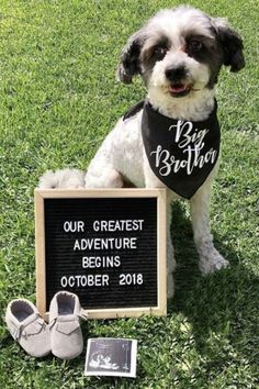 a small dog sitting in the grass next to a sign