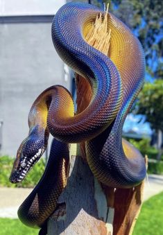 a colorful snake on top of a wooden post