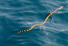 a yellow and black sea snake swimming in the ocean with its long tail sticking out