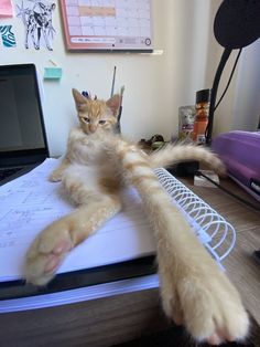 an orange and white cat laying on top of a desk next to a laptop computer