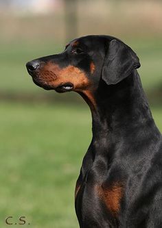 a black and brown dog standing on top of a lush green field