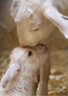 a baby goat is nursing from its mother in the hay covered floored barn area