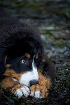 a black and brown dog laying on the ground