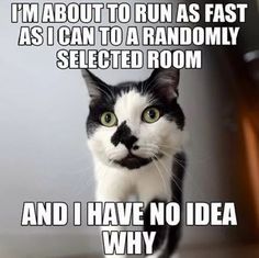 a black and white cat is looking at the camera with caption that says, i'm about to run as fast as i can to a randomly selected room and i have no idea why