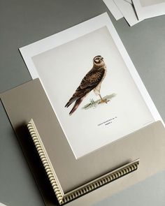 an image of a bird on display in a frame next to some papers and pencils