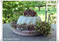 Grüezi mitenandHeute möchte ich Euch einen Einblick in meine Hauswurzund Beton-Gugelhupf-Sammlungen geben ;o... Cactus Background, Cactus House Plants, Cactus Terrarium, Fleurs Diy, Terrarium Diy, Succulents In Containers, House Plants Decor, Container Flowers, Hanging Garden