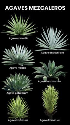 an image of different types of plants on a black background with the words agaves mezcaleroos de oxaca