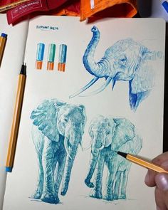 Colour Ink Drawing Study. Color Pen Art Drawings, Drawing With Fineliner, Colourful Pen Drawing, Colored Ink Drawings, Art Sketches Elephant, Animal Drawings Colour, Coloured Pen Art, Colour Pen Drawing, Animal Biro Drawing